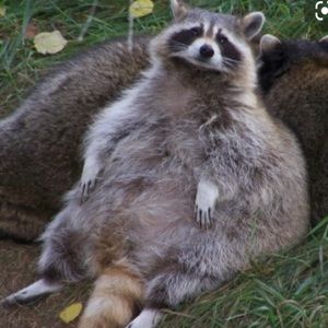 Meet your Posher, Ian